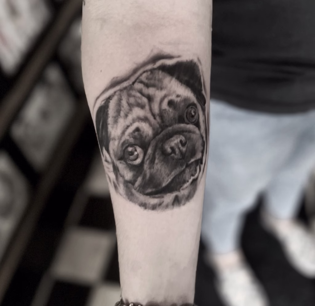 pug dog portrait